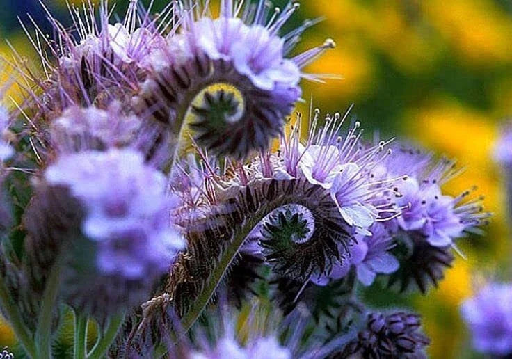 Lacy Phacelia Wildflower Seeds - 250 Easy to Grow Seeds - Phacelia tanacetifolia