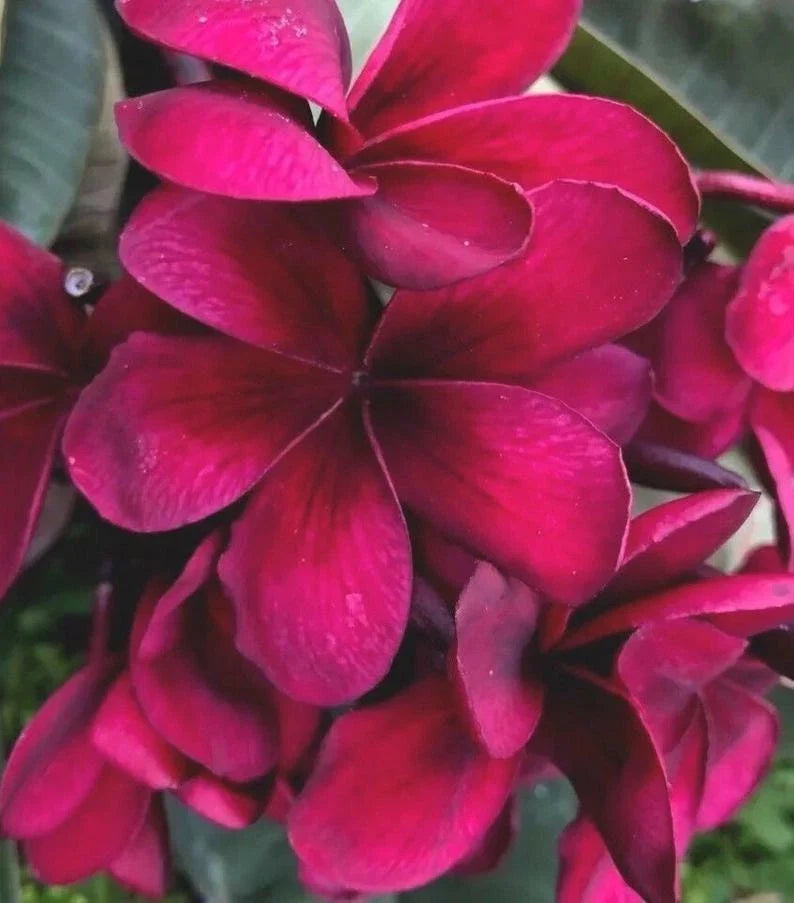 Bright Pink Plumeria Seeds - Perennial Flower Seeds for Garden & Indoor Growth - Plumeria rubra
