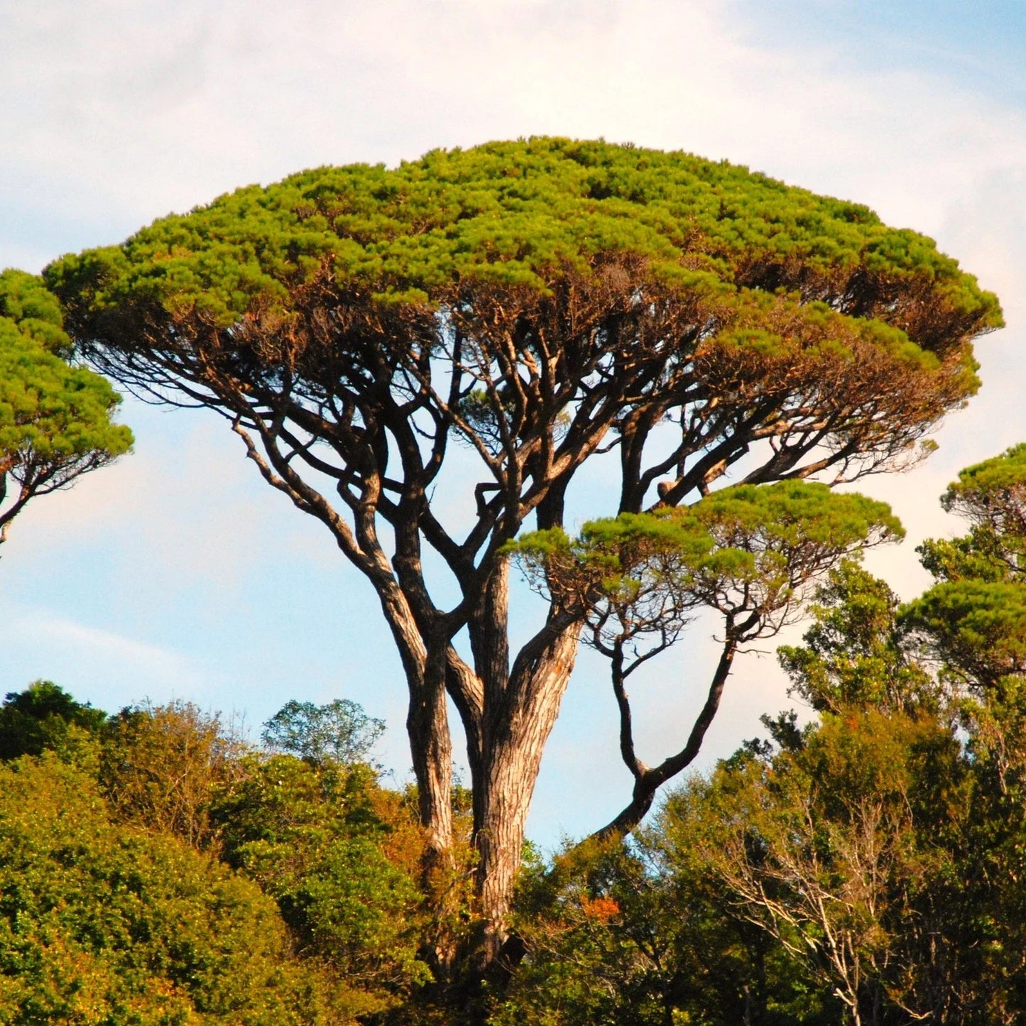 Stone Pine Tree Seeds - Pinus Pinea Umbrella Pine Variety for Landscaping and Nut Production, Pack of Seeds
