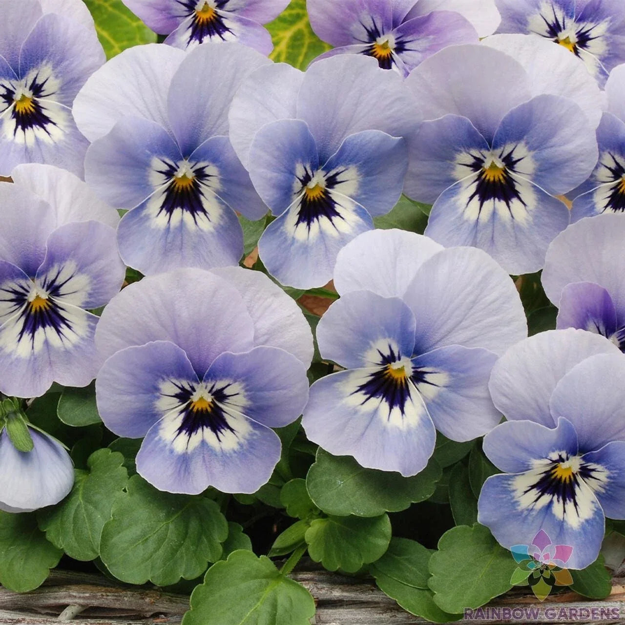 200+ Marina Pansy Seeds - Viola Sorbet XP Variety for Garden, Container, and Window Box Planting