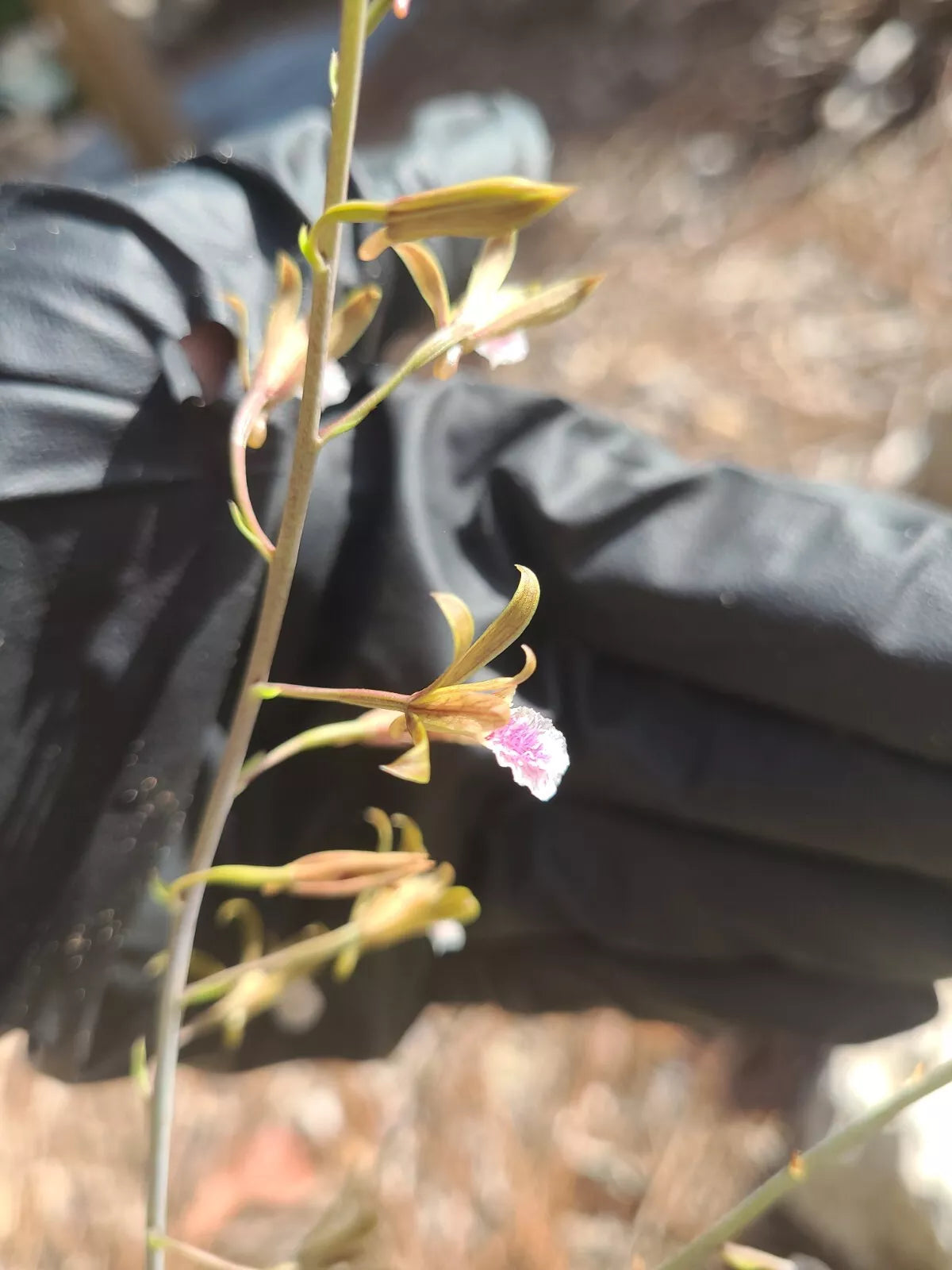 Blooming Eulophia Graminea Mini Orchid - Chinese Crown, Vibrant Green Foliage, Indoor/Outdoor Plant