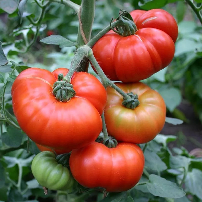Marmande Tomato Seeds 50 Ct Heirloom Non-GMO Vegetable Seeds Italian Variety