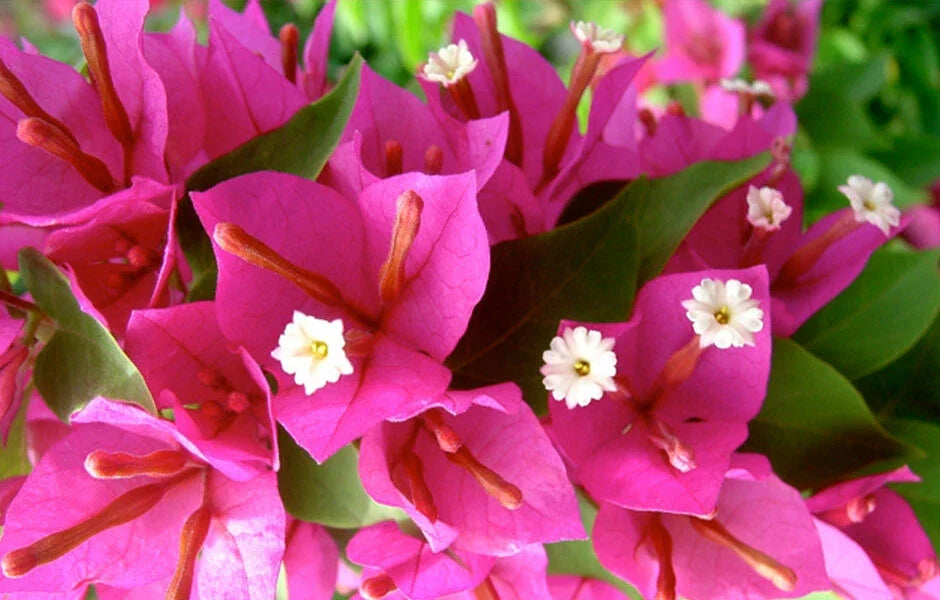 Bougainvillea Plug Plant - Pixie Pink - Well Rooted Bare Root Starter - Bougainvillea glabra 'Pixie Pink'