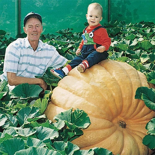 Dill's Atlantic Giant Pumpkin Seeds - Heirloom Non-GMO Cucurbita maxima for Giant Pumpkins, Easy to Grow, Packaged Seeds