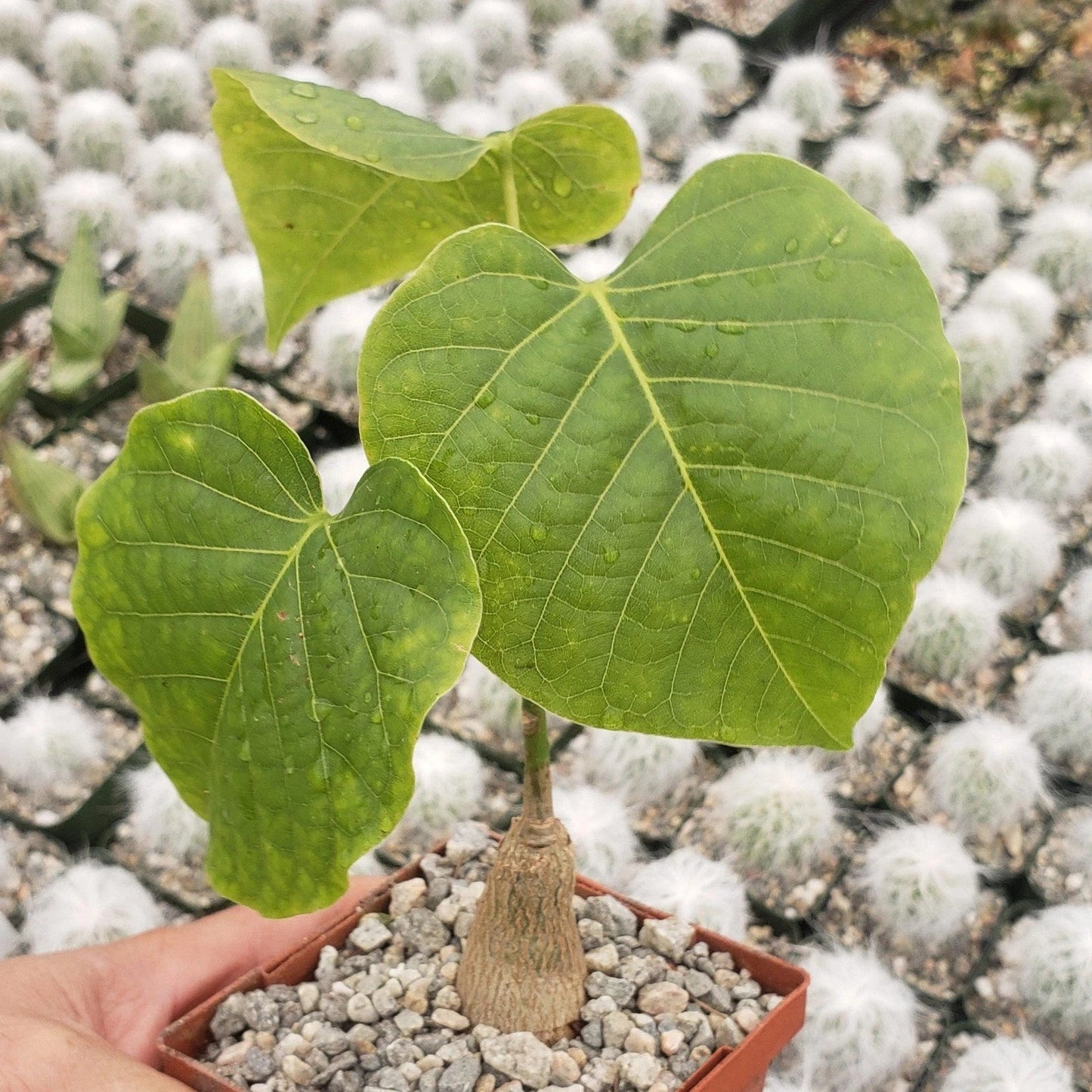 Shaving Brush Tree Plant Pseudobombax ellipticum Live Succulent for Home Decor & Gardening