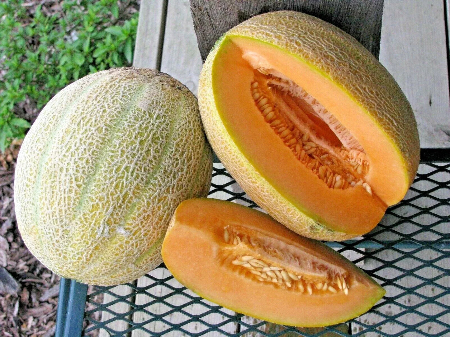 Jumbo Cantaloupe Seeds - Heirloom Melon Variety - 40+ Cucumis melo for Summer Garden, Juicy Orange Flesh, Vining Plant