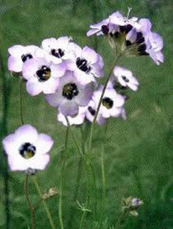 Bird's Eye Gilia Seeds - 500 Count - Gilia tricolor Lavender Blooms