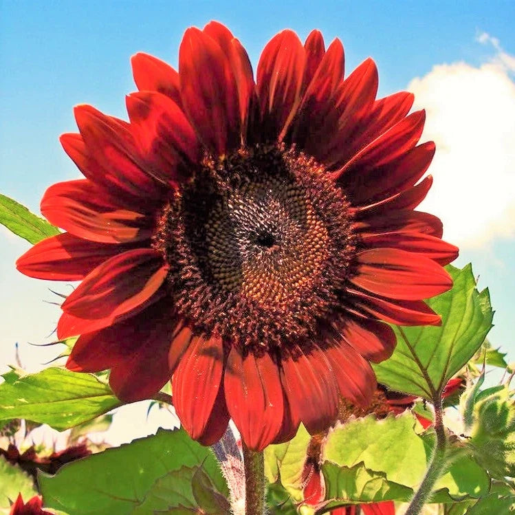 Velvet Queen Sunflower Seeds | Deep Red Flowers | Helianthus annuus | Annual Garden Planting 2025