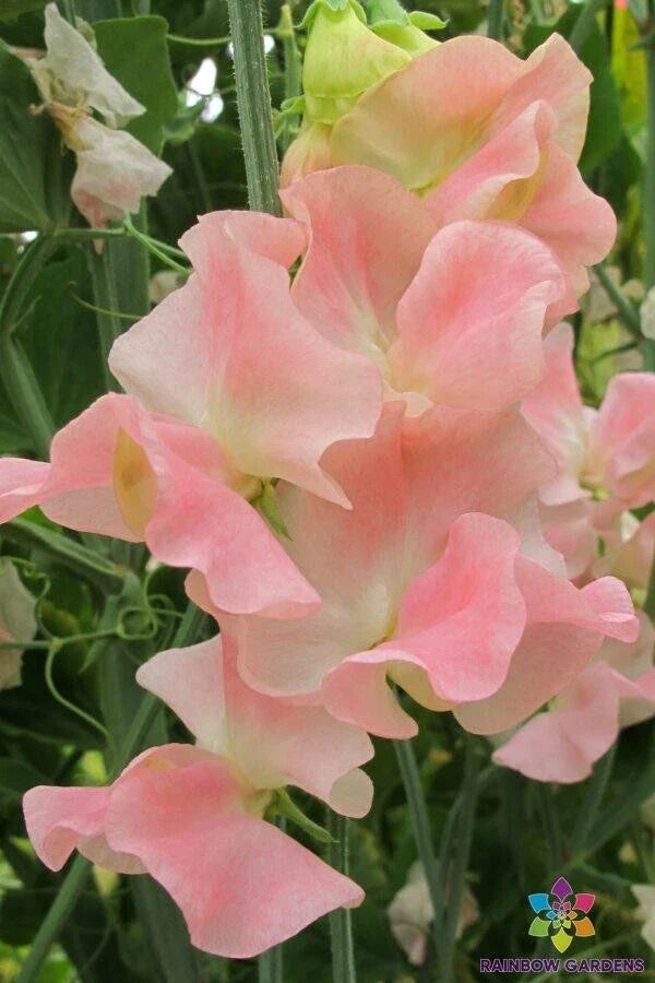 Yvette Ann Sweet Pea Seeds - 50+ Count - Lathyrus odoratus - USA
