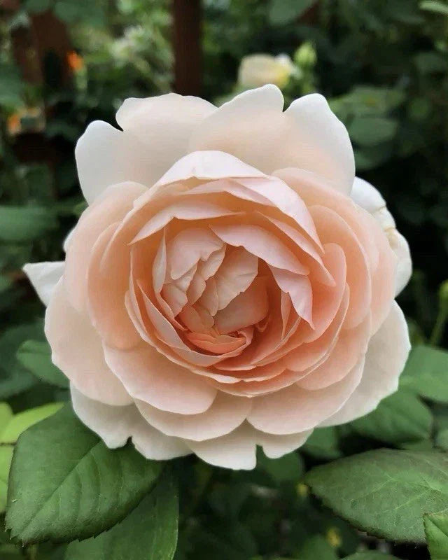 Auswonder Rose Plant Cuttings - 3 Fresh Unrooted 6" Cuttings, Rosa spp.