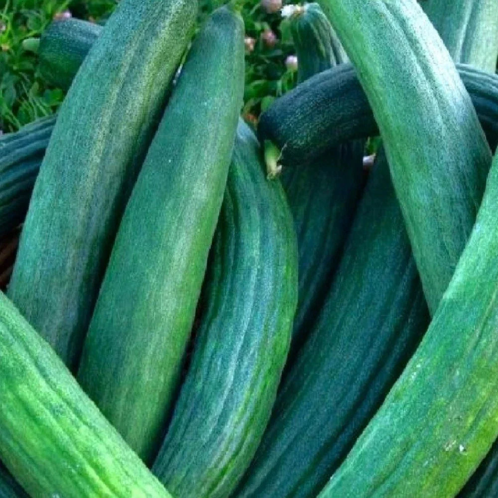 Dark Green Cucumber Seeds | NON-GMO Heirloom Metki Cucumis sativus