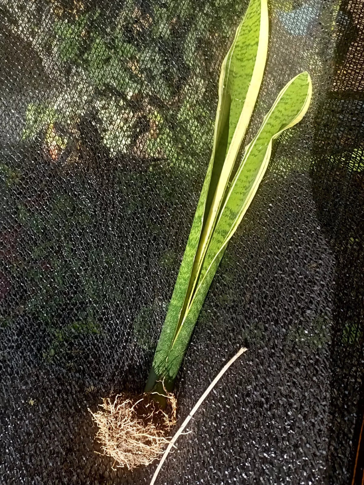 Sansevieria Gold Dust 8 Inch Tall Snake Plant | Dracaena trifasciata Bare Roots Indoor Houseplant