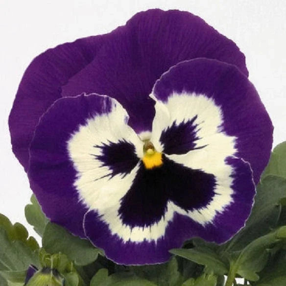 Pansy Seeds 50 Count Purple Mariner Viola tricolor Garden Flower Seeds for Borders & Containers