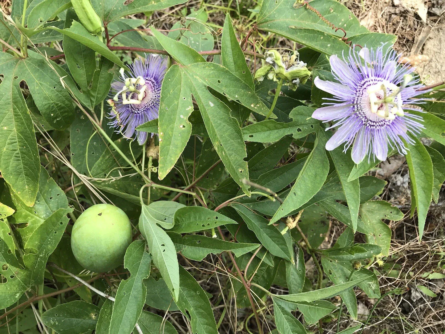Passion Flower Vine Purple Lavender - Passiflora May Pop Bare Root Live Plant