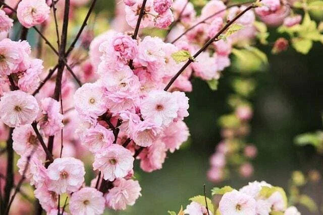 Flowering Plum Bonsai Tree Seeds - 10 Pack Prunus triloba for Home Gardening & Bonsai