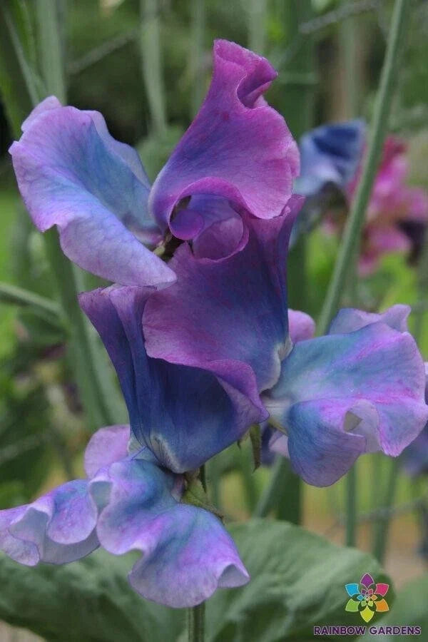 Blue Shift Sweet Pea Seeds - 50+ Pack, Lathyrus odoratus, Climbing Vine, Vibrant Blue & Purple Flowers, Garden Planting, USA Grown