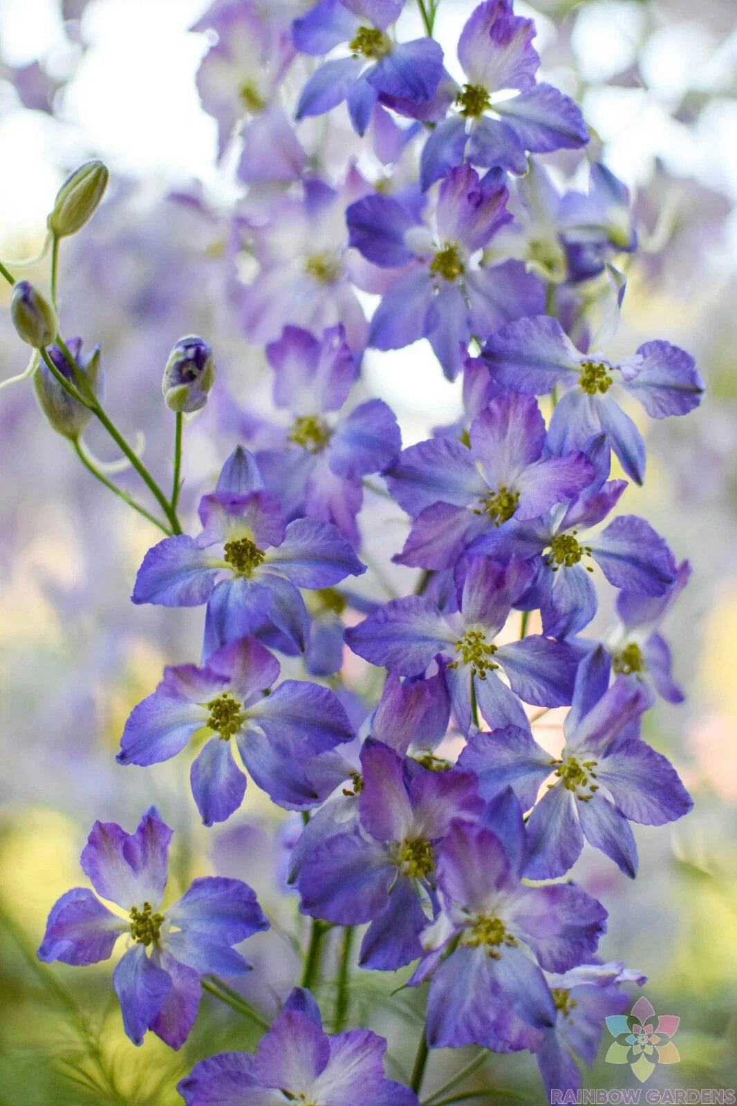 Frosted Skies Delphinium Seeds - 200+ Pack for Garden, Perennial, Blue Flowers, Delphinium elatum, Easy to Grow