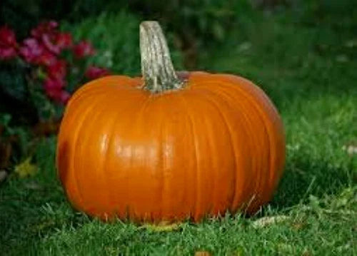 Organic Heirloom Pie Pumpkin Seeds - 50 Seeds for Baking & Garden