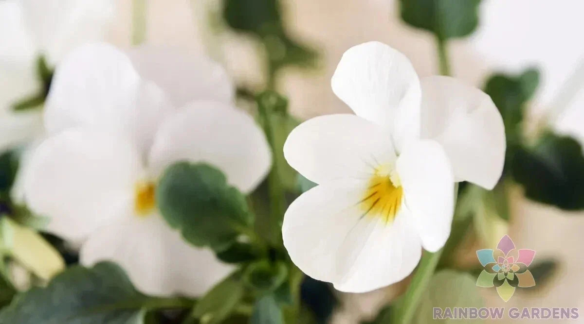 Admire Cream Pansy Seeds - 200+ Pack Viola tricolor Garden Flower Seeds for Borders & Containers