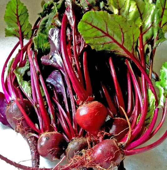 Ruby Queen Beet Seeds - 150 Non-GMO Heirloom Beta vulgaris Red Root Vegetable Seed Packet