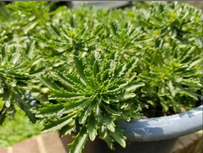 Sedum 'Weihenstephaner Gold' Live Cuttings - Ground Cover Perennial Plant with Yellow Foliage