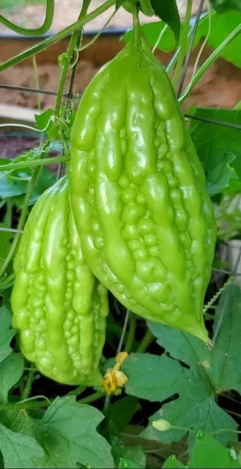 Bitter Melon Seeds - 10 Pack - Momordica Charantia - Non-GMO - USA