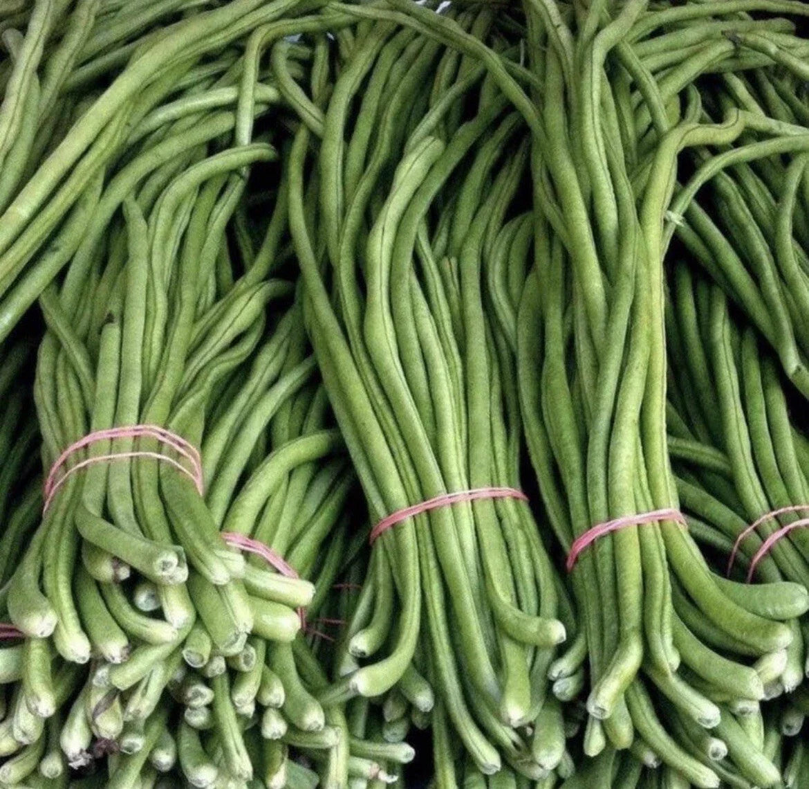 Green Yard Long Bean Seeds – Asian String Beans, Vigna unguiculata, 15+ Seeds for Home Garden & Container Planting