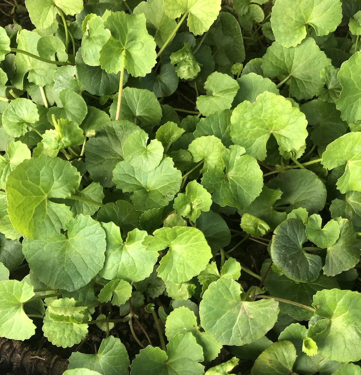 Gotu Kola Live Plant – 10 Bare Root Pennywort Plants – Hydrocotyle asiatica – Ground Cover for Gardens & Containers