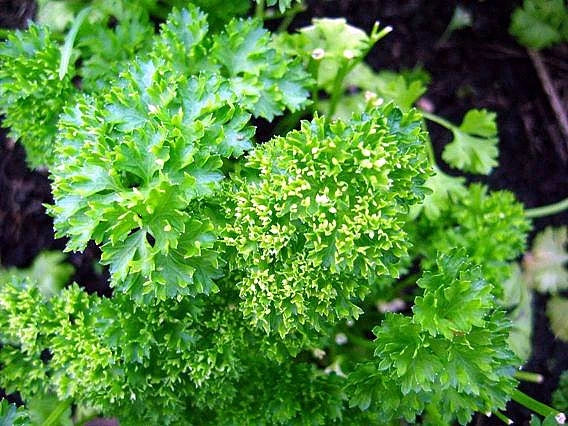 Curled Chervil Herb Seeds - 50 Count Packet - Anthriscus cerefolium - Parsley-Like Flavor for Culinary Use
