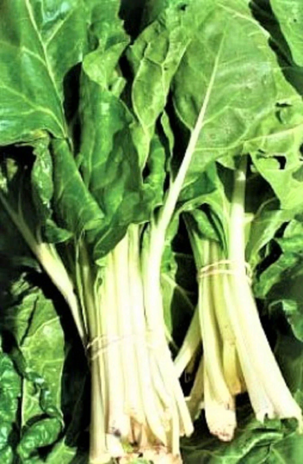 Large White Ribbed Swiss Chard Seeds - Non-GMO, 100+ Seeds for Home Gardens
