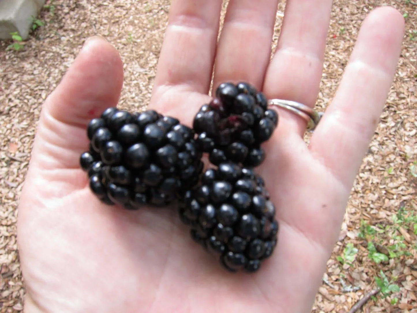 Giant Blackberry Seeds - 105 Pack - Rubus fruticosus 'Triple Crown' - Edible, Medicinal, Antioxidant, Fiber Seeds