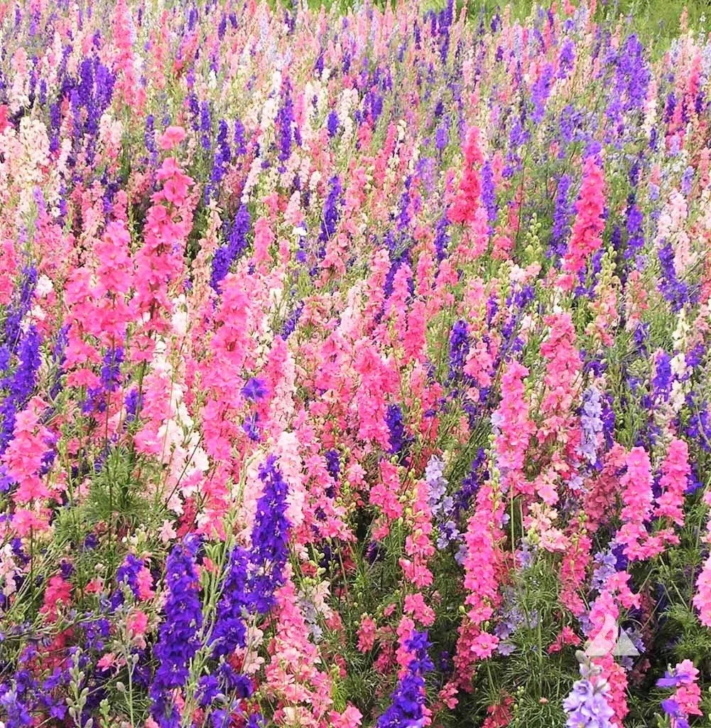 Larkspur Seeds Rocket Mix 400+ Count Delphinium Ajacis for Cutting Gardens & Pollinator Attraction