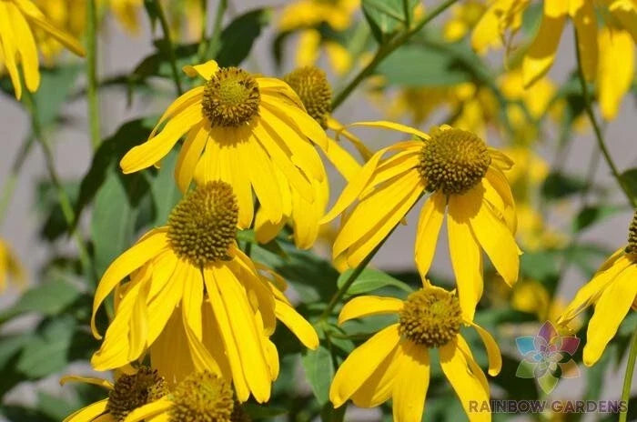 200+ Rudbeckia laciniata Seeds | Cutleaf Coneflower Perennial Seeds | Yellow Flowering Garden Seeds | USA Grown