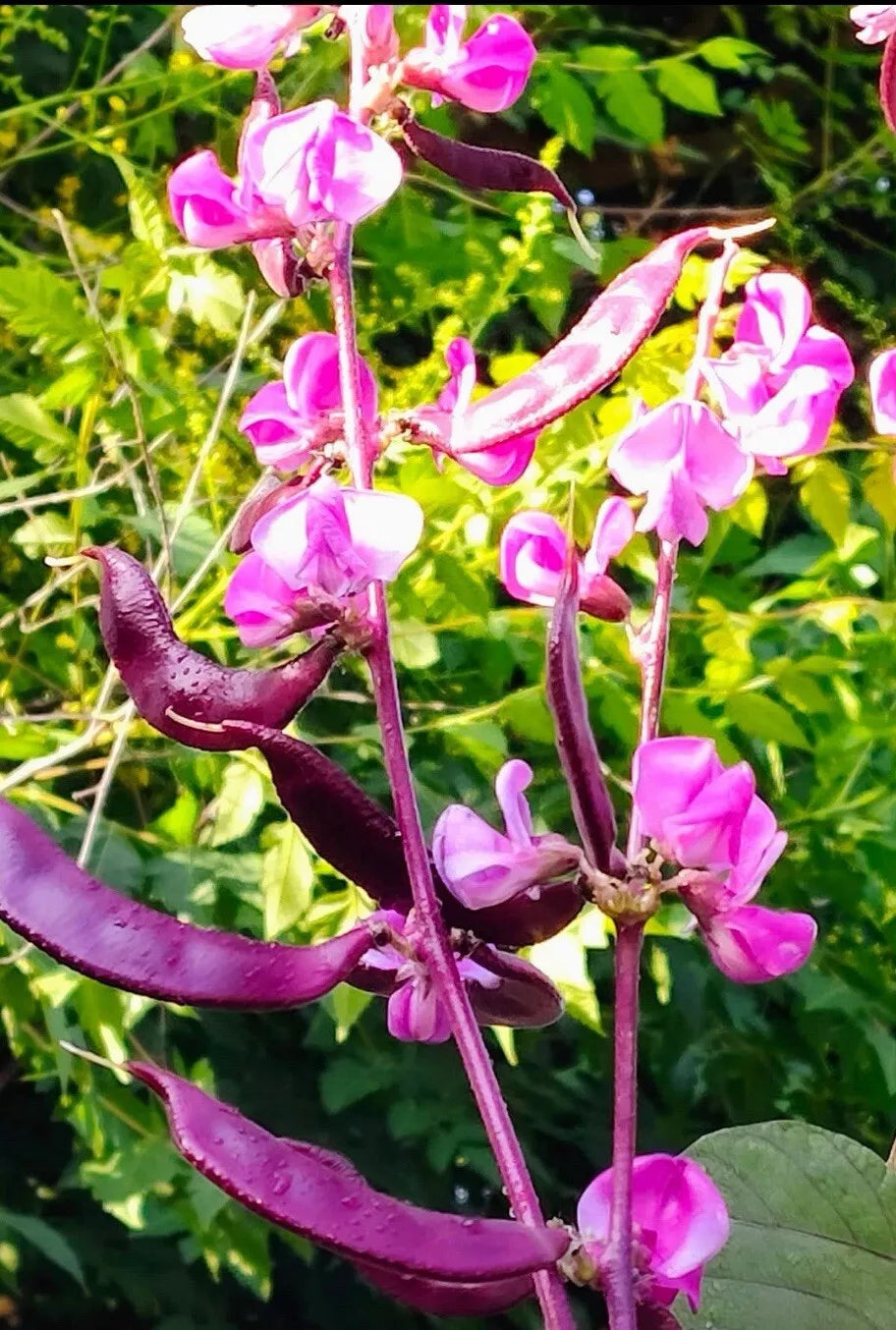 Purple Moon Hyacinth Bean Seeds - 15+ Lablab purpureus Climbing Vine for Gardens and Edible Landscaping