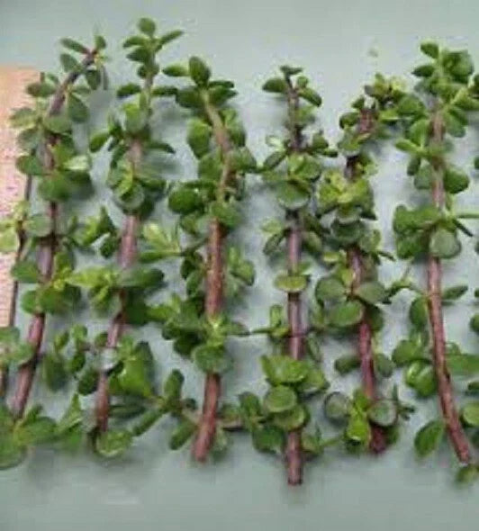 Dwarf Jade Cuttings 11 Pack - Elephant Bush Portulacaria Afra Succulent with Green and Red Stems