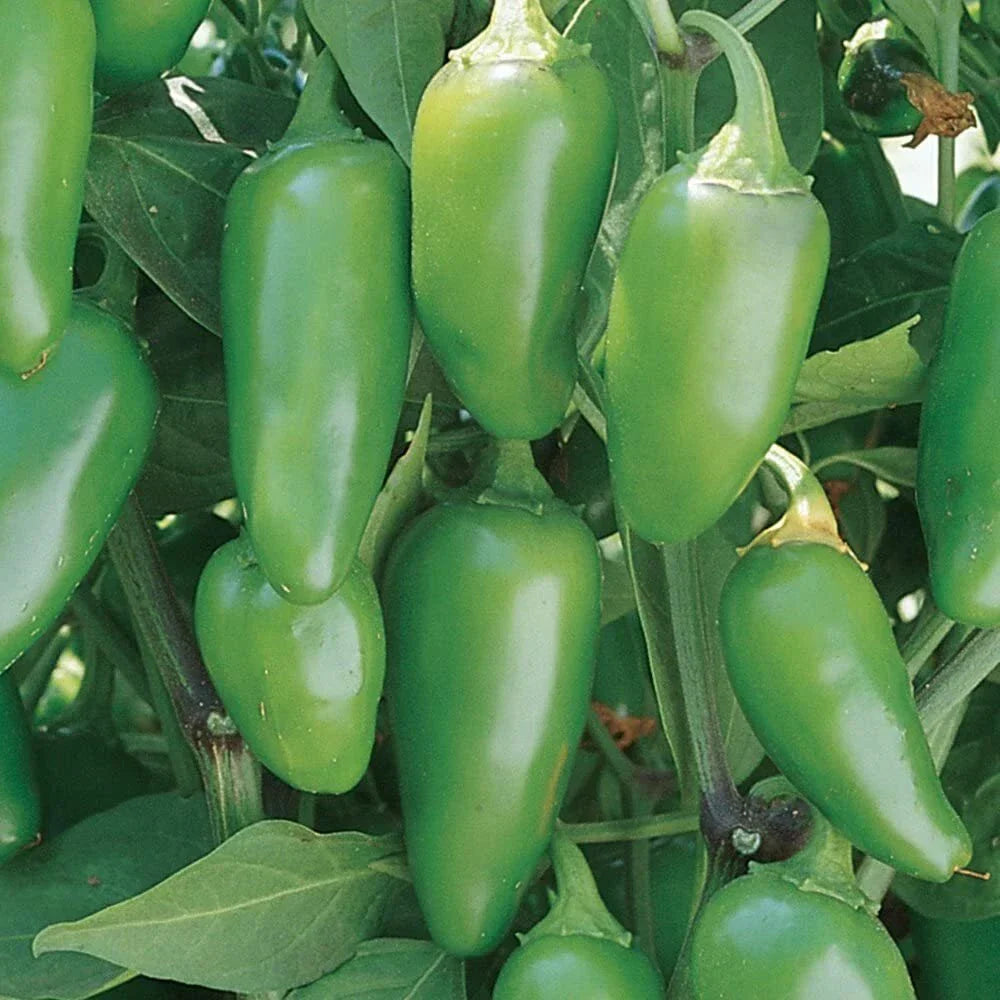 Jalapeno Hot Pepper Seeds 50+ Non-GMO Heirloom Capsicum annuum