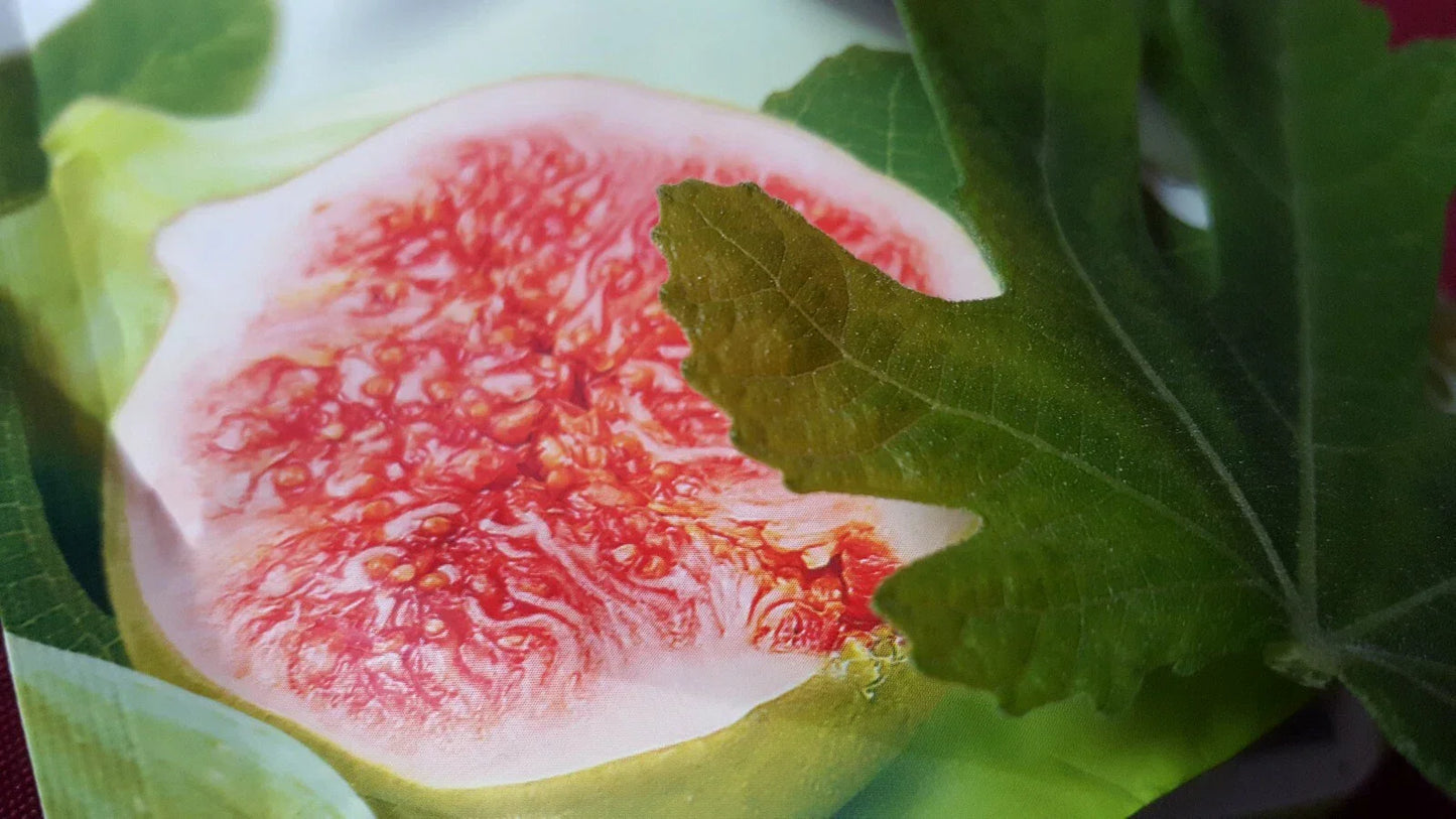 Jerusalem Fig Seeds 100 Count - Organic Ficus carica for Home Garden