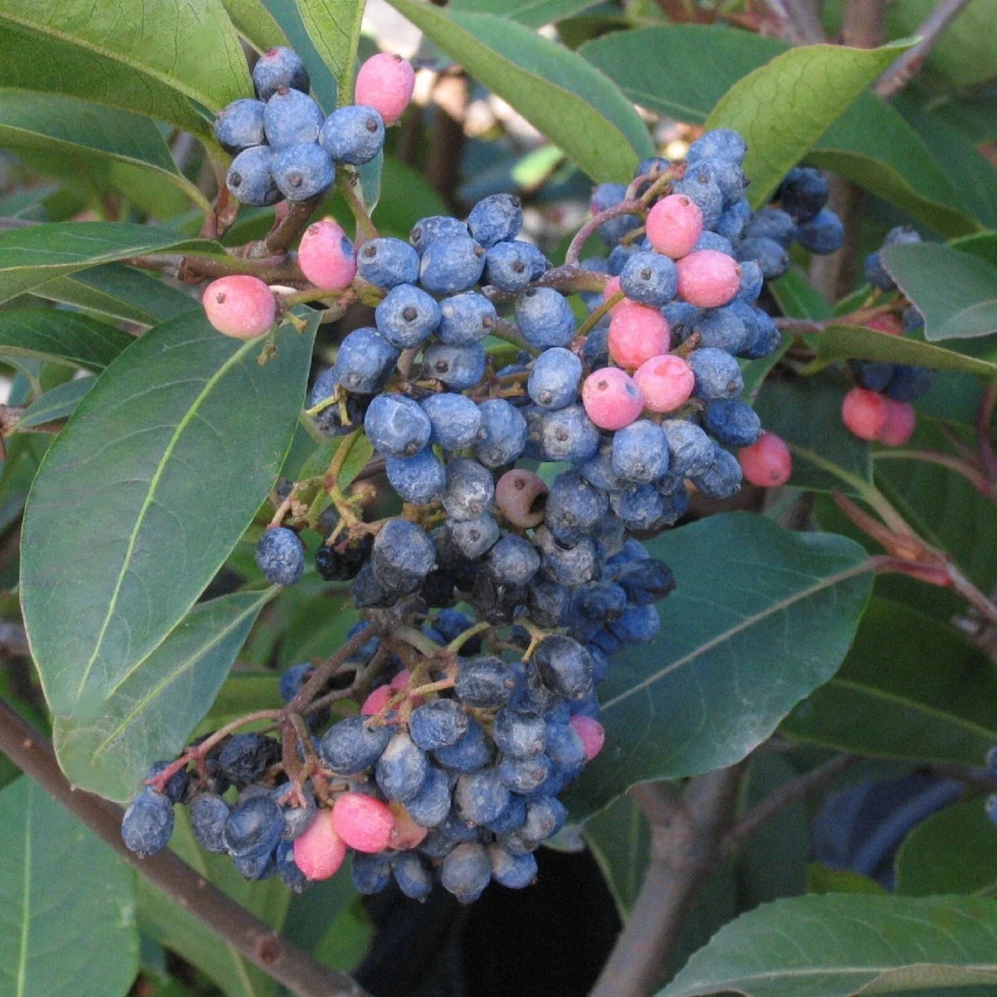 Wild Raisin Organic Tea Seeds - Viburnum cassinoides - 20 Seeds for Herbal Tea and Edible Berries