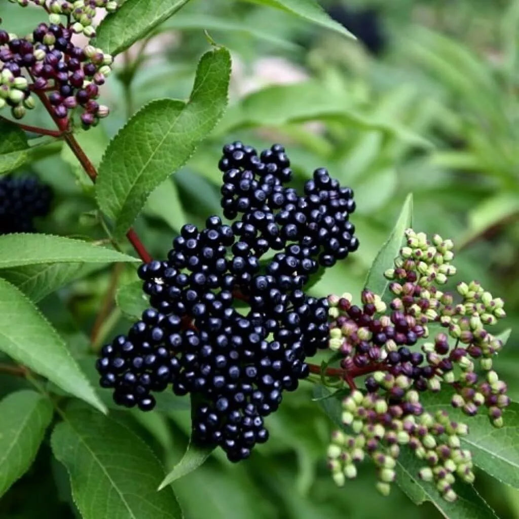 American Elderberry Live Plant | Sambucus canadensis | Edible Berries & Native Perennial