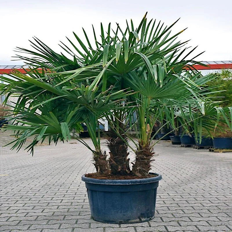 Windmill Fan Palm Seeds - 10 Pack | Trachycarpus fortunei Cold Hardy Palm