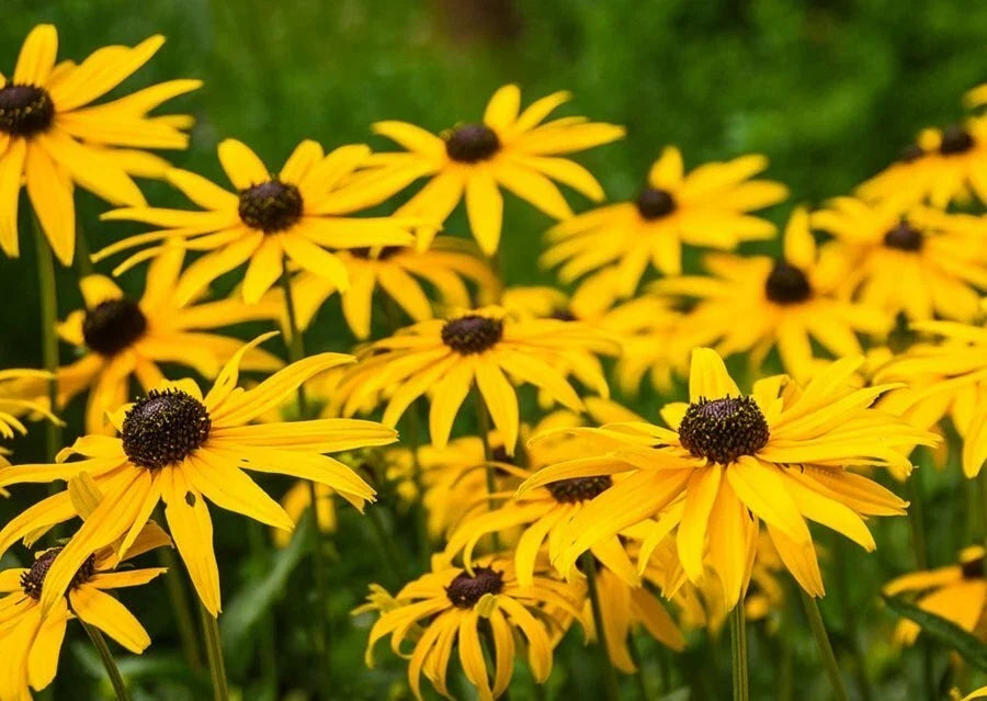 Large Black-Eyed Susan Plant | Rudbeckia hirta | Perennial Live Plant | Vibrant Yellow Flowers, Well-Rooted, Drought Tolerant