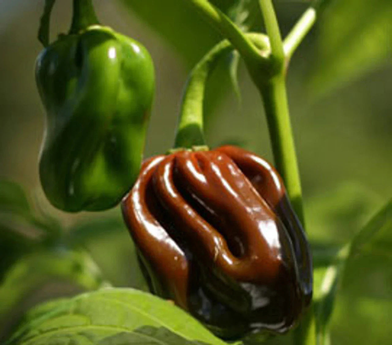 Chocolate Habanero Pepper Seeds - Extremely Hot Jamaican Jerk Variety | Capsicum chinense