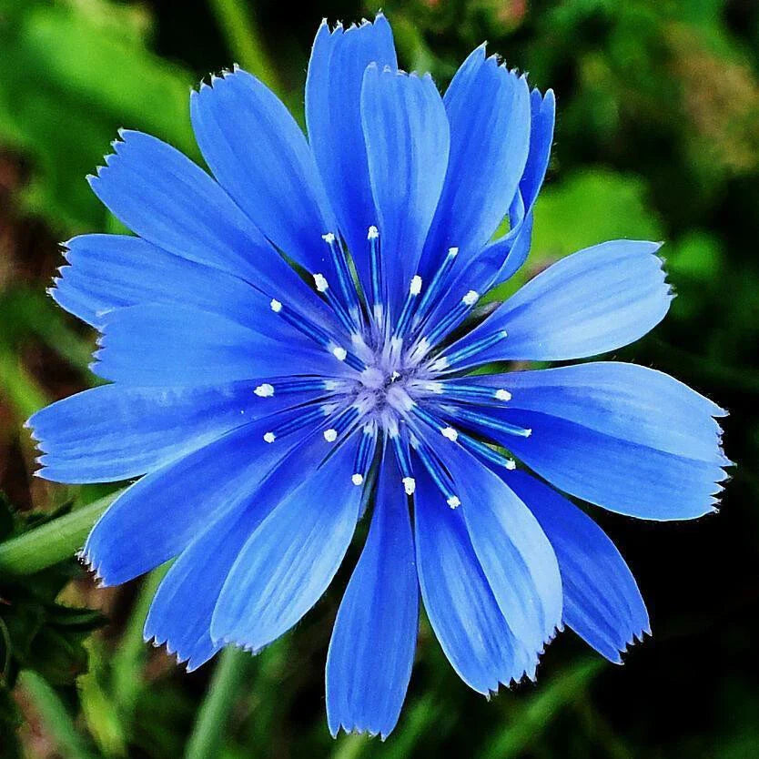 Chicory Seeds Non-GMO | 300-6,000 Seeds | Cichorium intybus | High Germination Rate