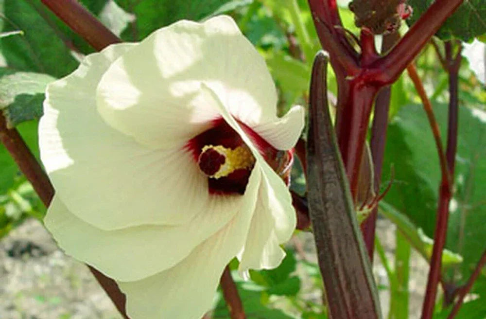 Red Burgundy Okra Seeds - 100 Count Heirloom Abelmoschus esculentus