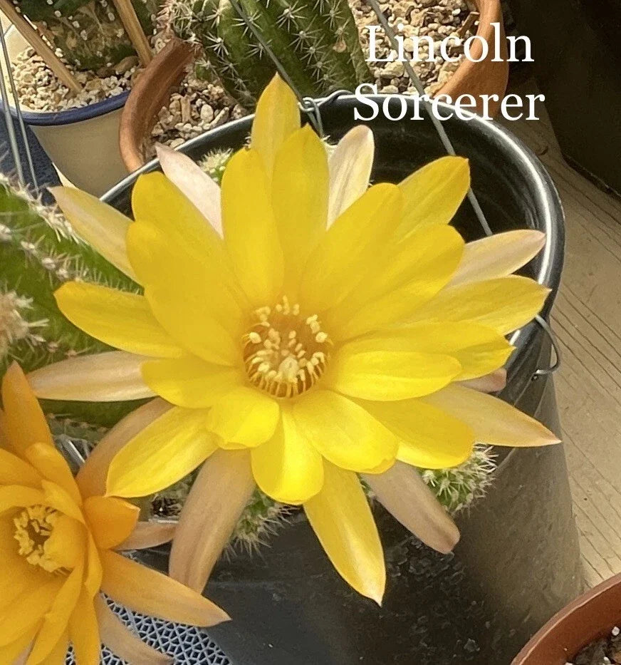Peanut Cactus Plant - Rooted 4-Inch Pot - Lincoln Sorcerer Chamaecereus Silvestrii - European Hybrid Succulent for Indoor & Outdoor