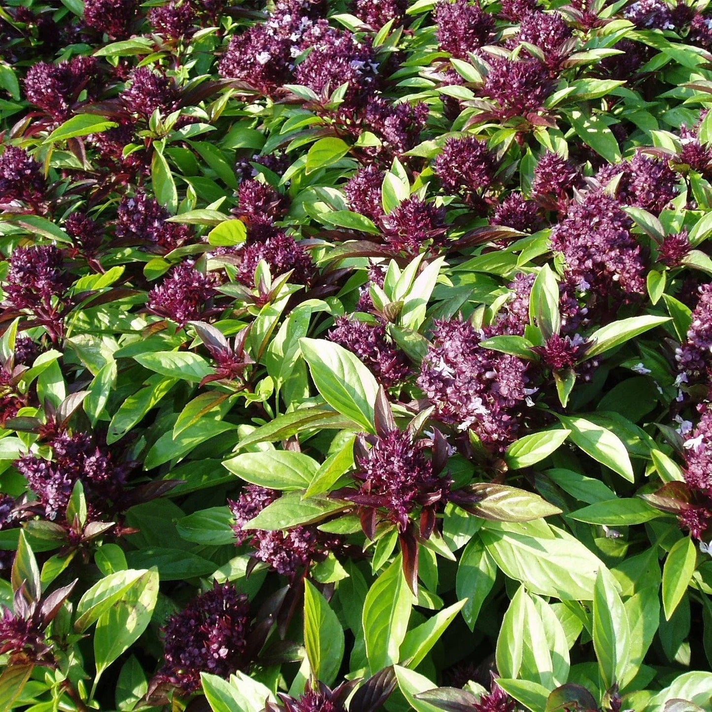 Siam Queen Basil Seeds 200+ Count – Thai Ocimum Thyrsiflora Herb for Culinary & Garden Use