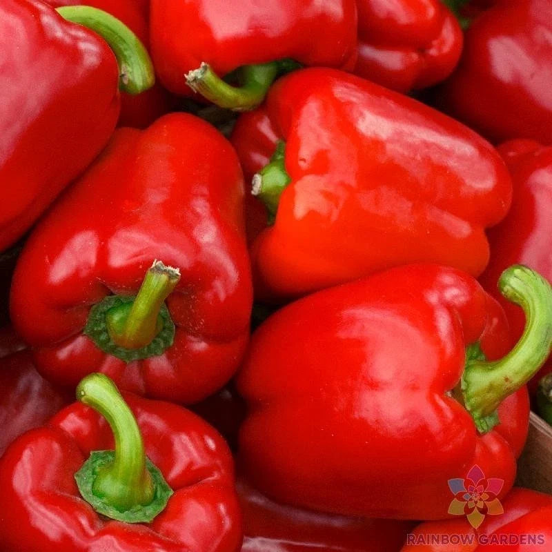 Red Bell Sweet Pepper Seeds - Pack of 25+ Non-GMO Vegetable Seeds for Home Garden, Capsicum annuum
