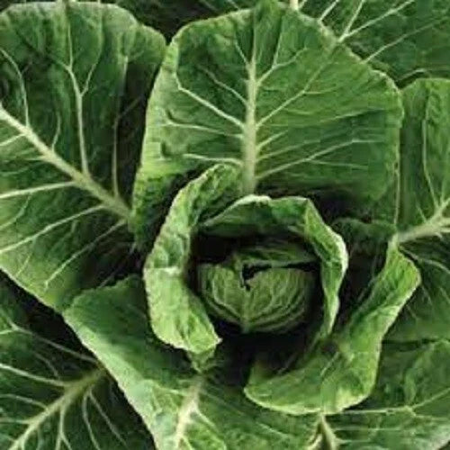 Organic Vates Collard Greens Seeds - Heirloom Brassica oleracea var. viridis, Vegetable Seeds for Home Gardening