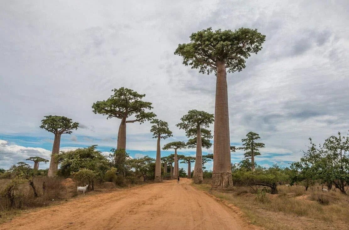 Baobab Tree Seeds - Capricata Variety - Rare Tropical Adansonia Digitata - Grow Exotic Tree