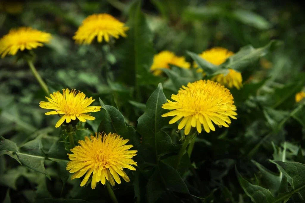 Dandelion Seeds 100 Pack - Taraxacum Culinary & Medicinal Herb
